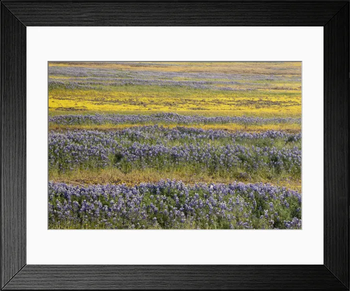 Framed Print : USA, California, North Table Mountain. Field of wildflowers