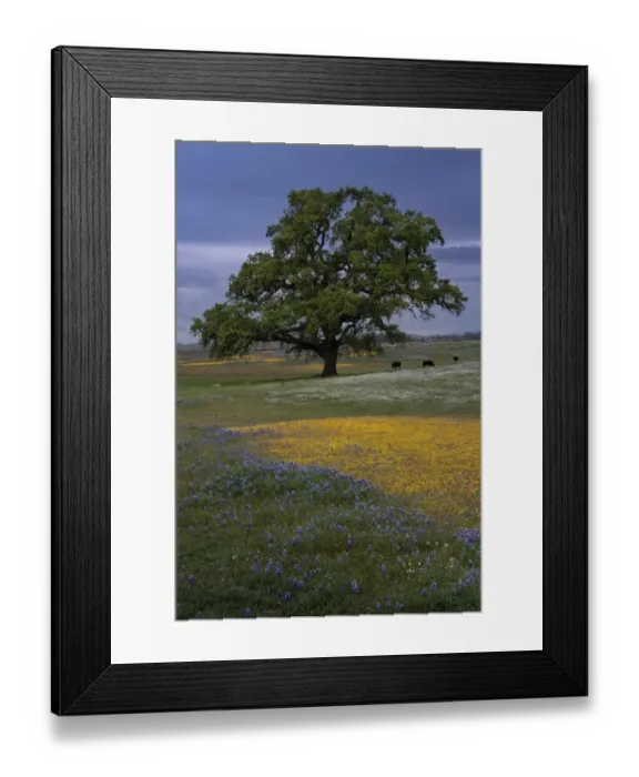 Framed Print : USA, California, North Table Mountain. Sunset on field of wildflowers and cattle Framed Print : USA, California, North Table Mountain. Sunset on field of wildflowers and cattle