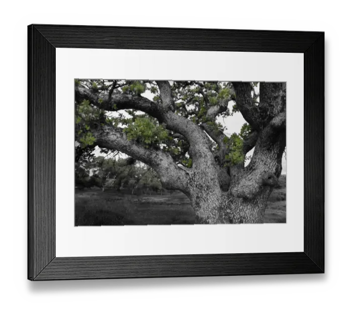 Framed Print : USA, California, North Table Mountain. Gnarled oak tree in meadow