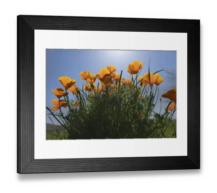 Framed Print : USA, California. Sunlit poppies Framed Print : USA, California. Sunlit poppies