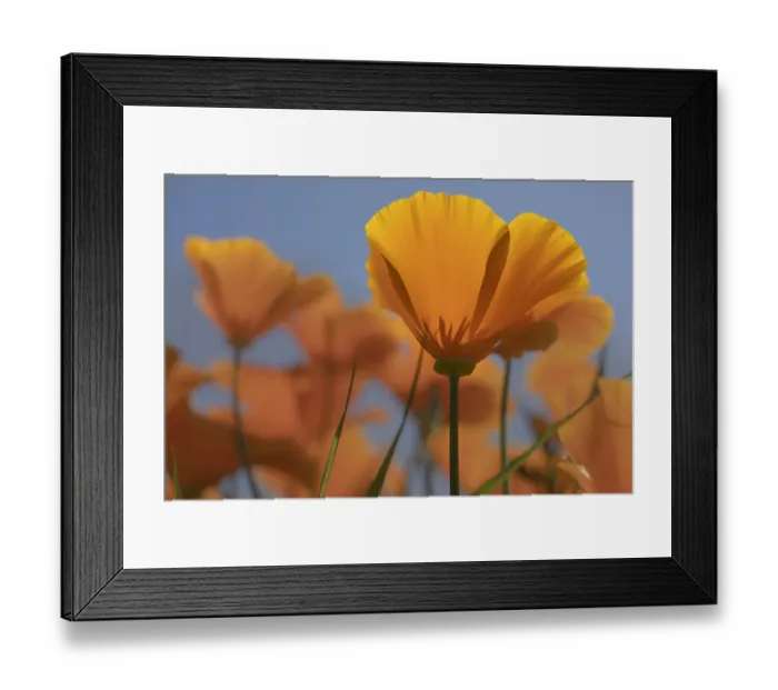 Framed Print : USA, California. Sunlit poppies Framed Print : USA, California. Sunlit poppies
