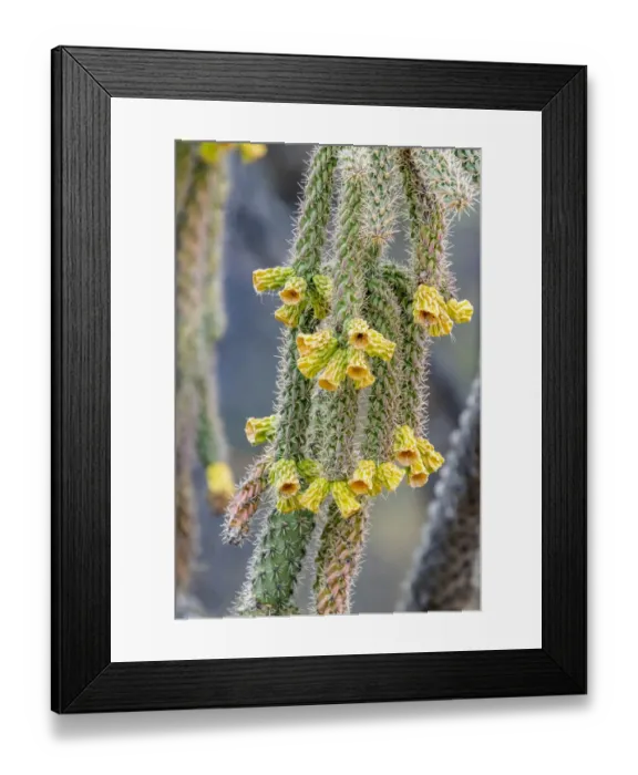 Framed Print : USA, Arizona, Catalina. Cholla cactus in bloom Framed Print : USA, Arizona, Catalina. Cholla cactus in bloom