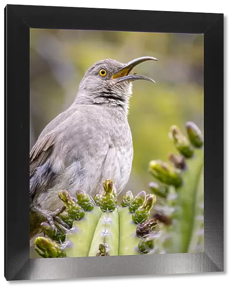 USA, Arizona, Catalina. Adult male curved-bill thrasher bird calling