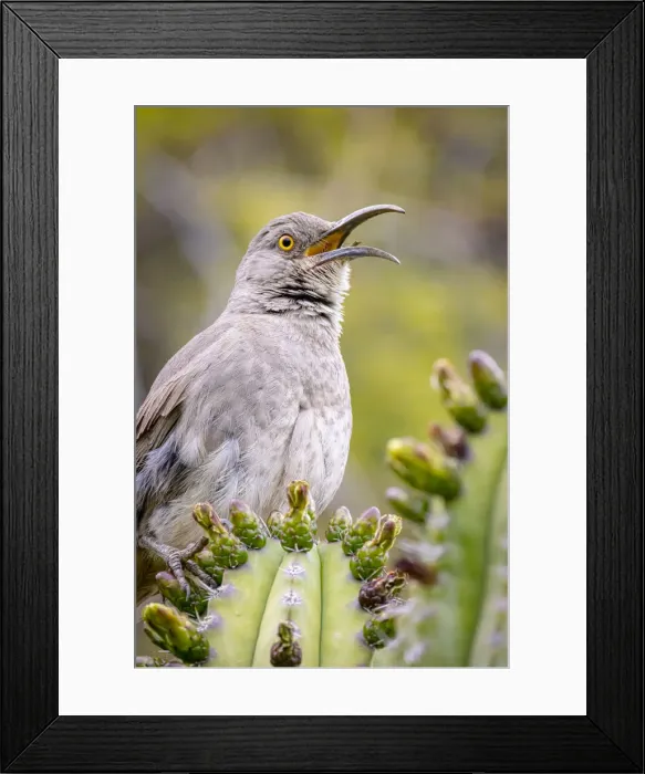 Framed Print : USA, Arizona, Catalina. Adult male curved-bill thrasher bird calling