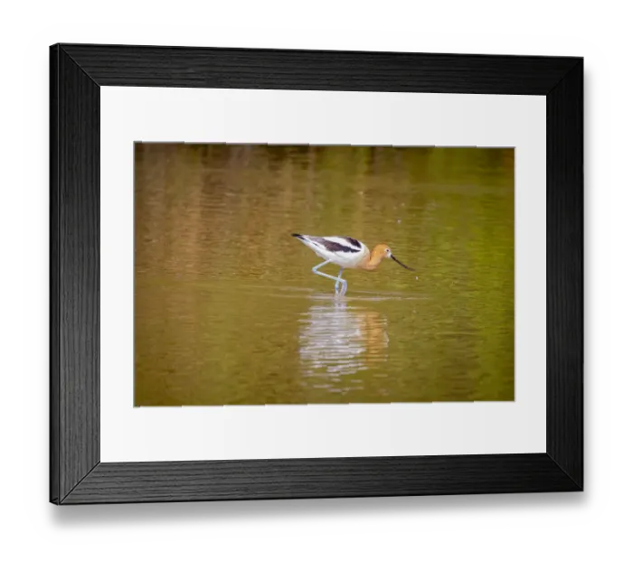 Framed Print : USA, Arizona, Gilbert. American avocet feeding in water Framed Print : USA, Arizona, Gilbert. American avocet feeding in water