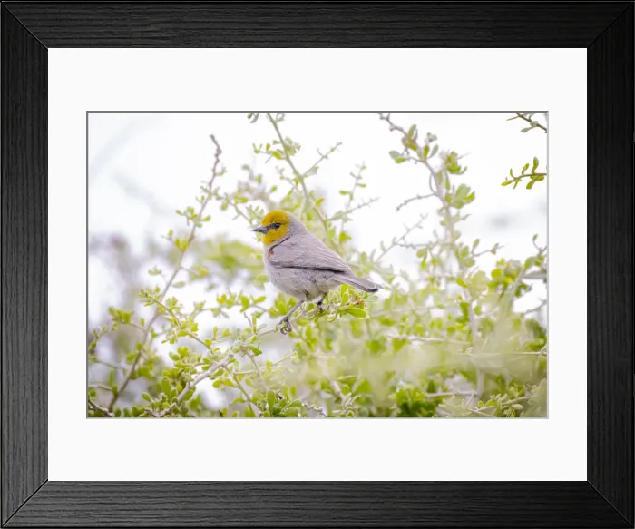 Framed Print : USA, Arizona, Catalina. Adult verdin bird in tree Framed Print : USA, Arizona, Catalina. Adult verdin bird in tree