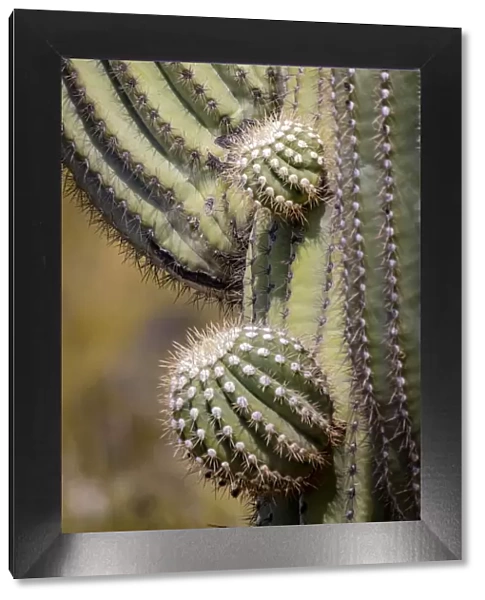 USA, Arizona, Catalina. Saguaro cactus close-up