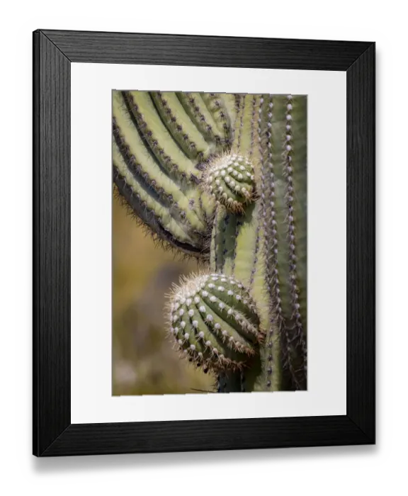 Framed Print : USA, Arizona, Catalina. Saguaro cactus close-up