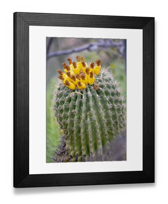 Framed Print : USA, Arizona, Catalina. Barrel cactus in bloom