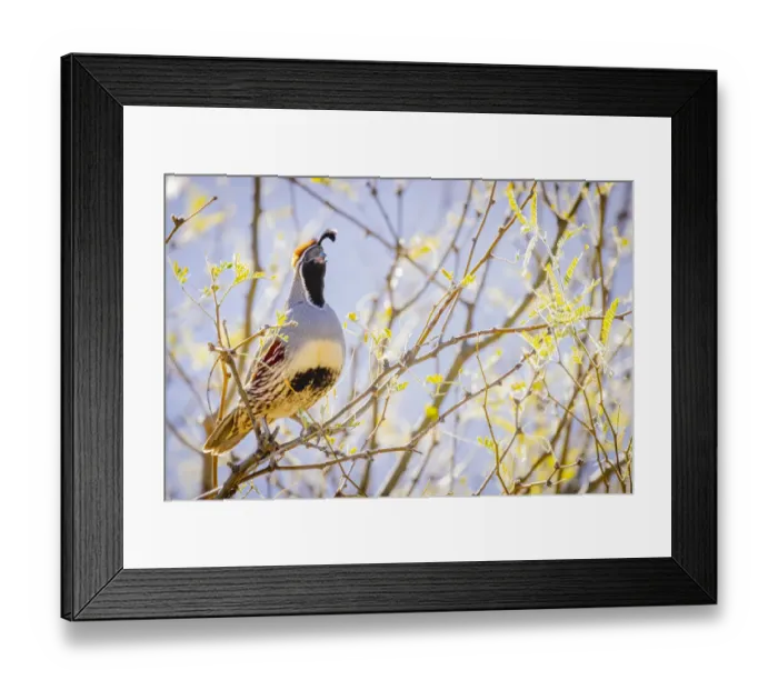 Framed Print : USA, Arizona, Catalina. Adult male Gambels quail in tree Framed Print : USA, Arizona, Catalina. Adult male Gambels quail in tree