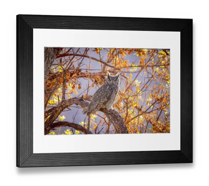 Framed Print : USA, Arizona, Catalina. Great-horned owl in tree Framed Print : USA, Arizona, Catalina. Great-horned owl in tree