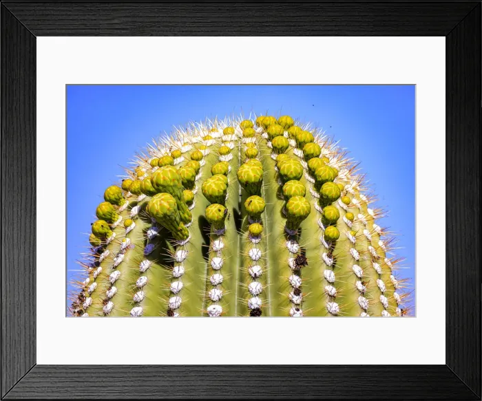 Framed Print : USA, Arizona, Catalina. Barrel cactus with flower buds about to bloom Framed Print : USA, Arizona, Catalina. Barrel cactus with flower buds about to bloom