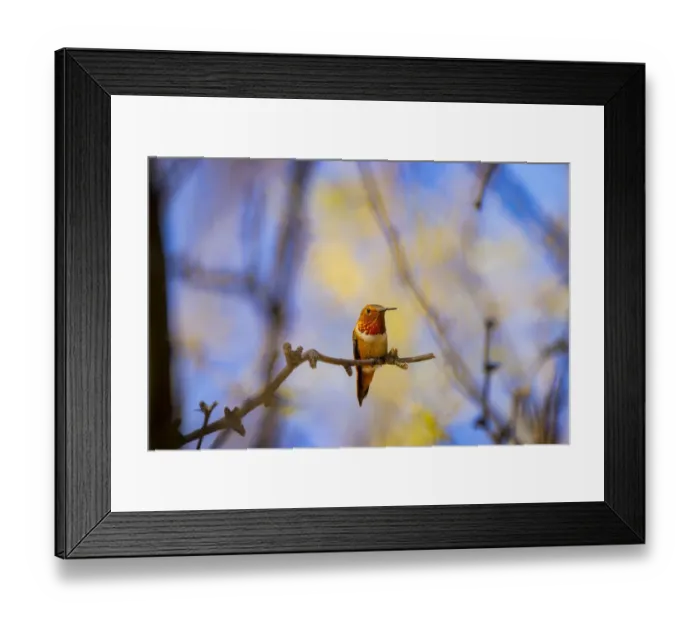 Framed Print : USA, Arizona, Catalina. Adult male rufous hummingbird on limb Framed Print : USA, Arizona, Catalina. Adult male rufous hummingbird on limb