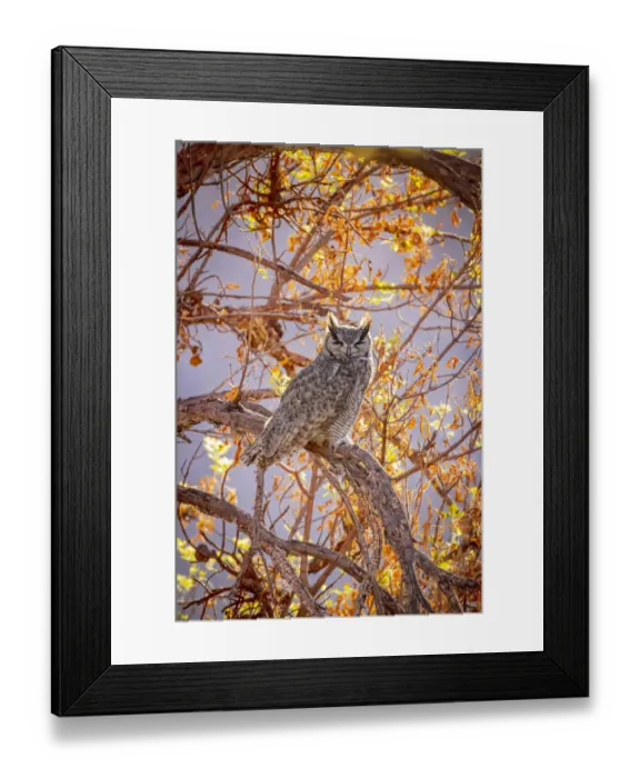 Framed Print : USA, Arizona, Catalina. Great-horned owl in tree