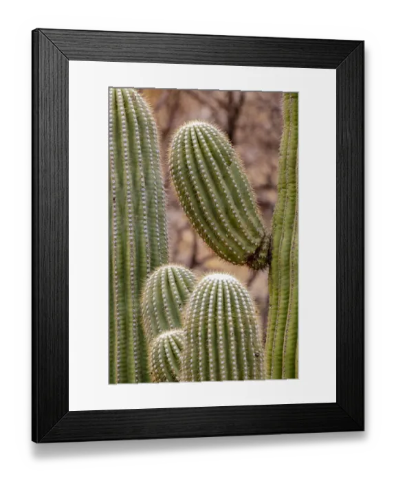 Framed Print : USA, Arizona, Catalina. Saguaro cactus close-up