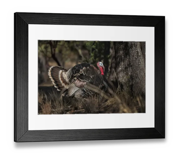 Framed Print : USA, Arizona, Ramsey Canyon. Male Goulds turkey close-up