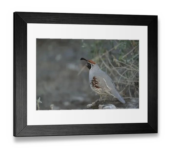 Framed Print : USA, Arizona, Sonoran Desert. Male Gambels quail close-up Framed Print : USA, Arizona, Sonoran Desert. Male Gambels quail close-up
