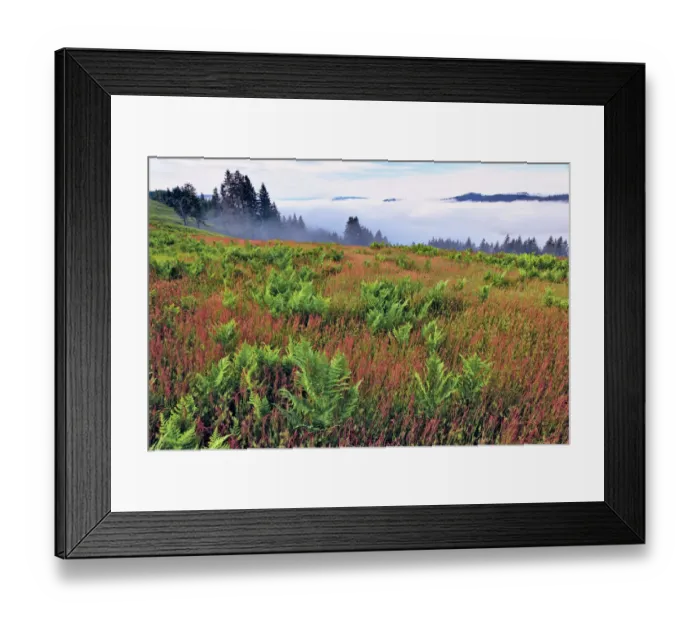 Framed Print : Foggy view of grasses and ferns, Dolason Prairie