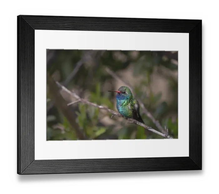 Framed Print : USA, Arizona, Madera Canyon. Broad-billed hummingbird on limb