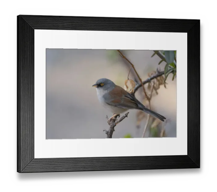 Framed Print : USA, Arizona, Madera Canyon. Yellow-eyed junco bird on limb