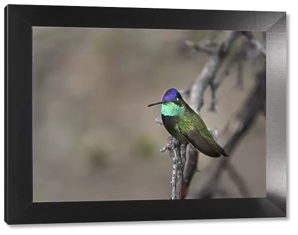 USA, Arizona, Madera Canyon. Rivolis hummingbird on limb
