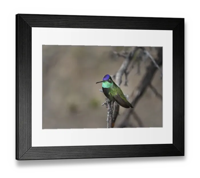 Framed Print : USA, Arizona, Madera Canyon. Rivolis hummingbird on limb Framed Print : USA, Arizona, Madera Canyon. Rivolis hummingbird on limb