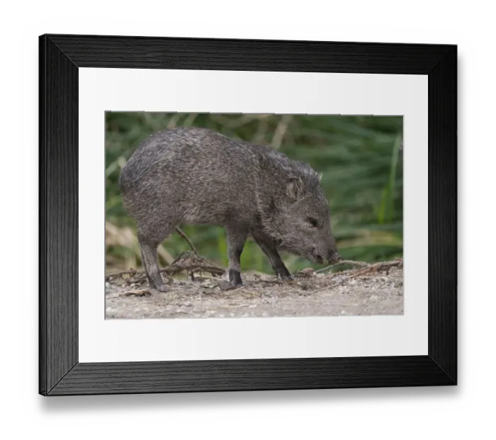 Framed Print : USA, Arizona. Javelina feeding. Collared Peccary adult with young, in a marsh area Framed Print : USA, Arizona. Javelina feeding. Collared Peccary adult with young, in a marsh area
