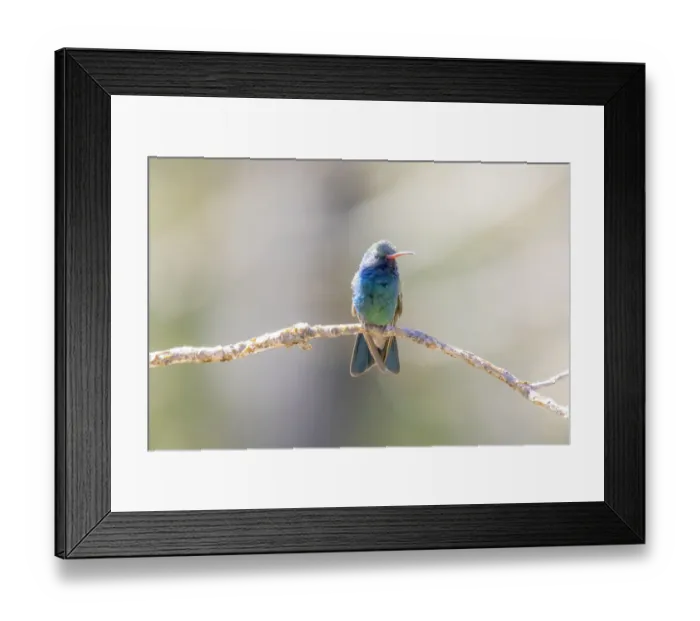 Framed Print : USA, Arizona, Catalina. Adult male broad-billed hummingbird on limb Framed Print : USA, Arizona, Catalina. Adult male broad-billed hummingbird on limb