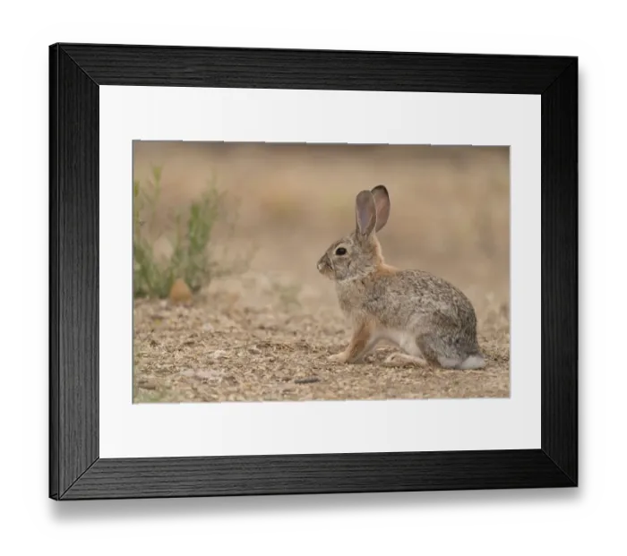 Framed Print : USA, Arizona, Sonoran Desert. Desert Cottontail pausing in its travels through a marsh Framed Print : USA, Arizona, Sonoran Desert. Desert Cottontail pausing in its travels through a marsh