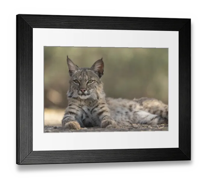 Framed Print : USA, Arizona. Close-up of resting female bobcat Framed Print : USA, Arizona. Close-up of resting female bobcat