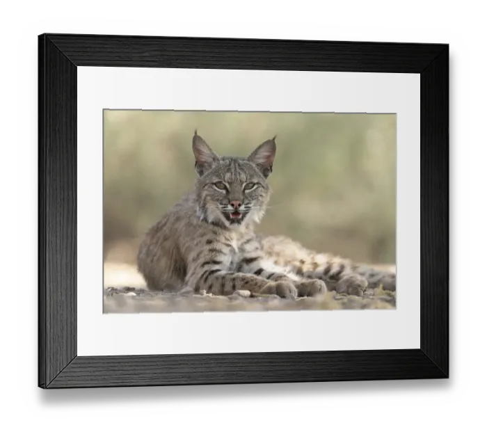 Framed Print : USA, Arizona. Close-up of resting female bobcat Framed Print : USA, Arizona. Close-up of resting female bobcat