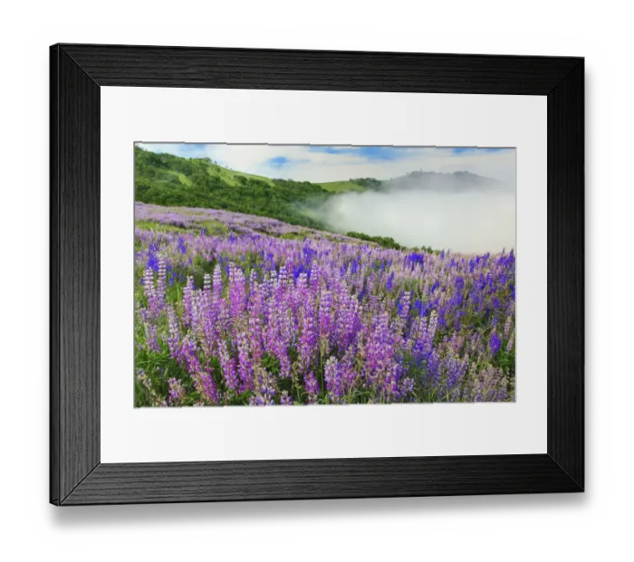 Framed Print : Lupine flowers, Bald Hills Road, California Framed Print : Lupine flowers, Bald Hills Road, California