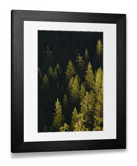Framed Print : Pine trees at sunset, Yosemite National Park, California Framed Print : Pine trees at sunset, Yosemite National Park, California