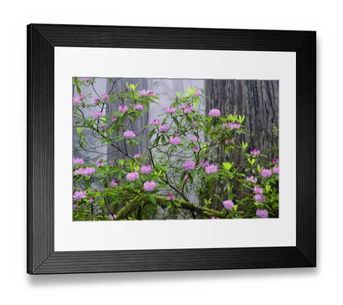 Framed Print : Pacific Rhododendron in foggy redwood forest, Redwood National Park Framed Print : Pacific Rhododendron in foggy redwood forest, Redwood National Park