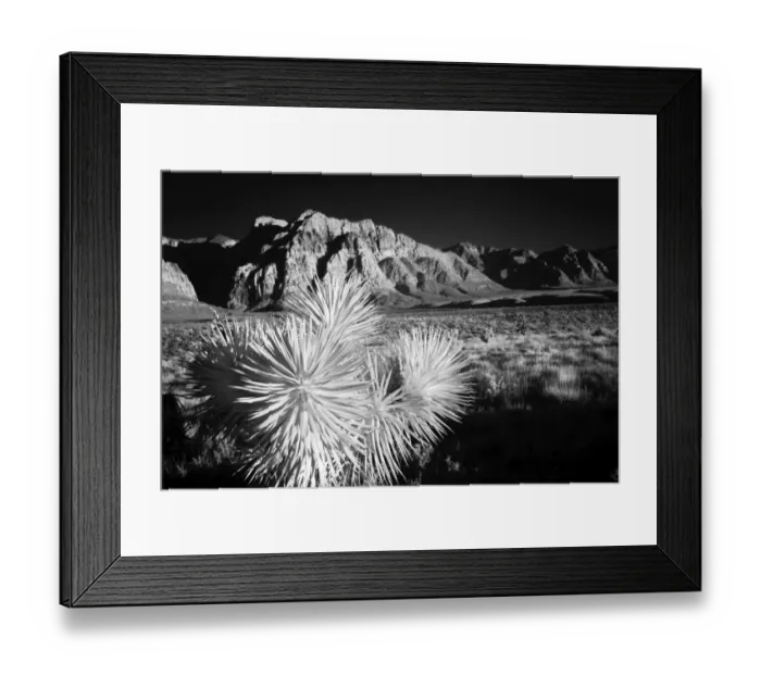 Framed Print : Joshua tree, Mojave Desert, California Framed Print : Joshua tree, Mojave Desert, California