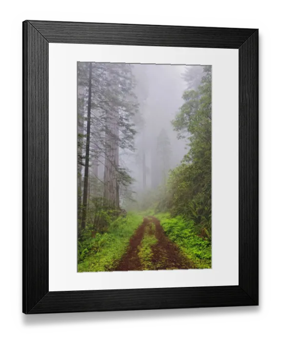Framed Print : Old roadway through foggy redwood forest, Redwood National Park, California