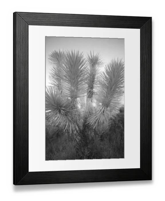 Framed Print : Joshua tree, Mojave Desert, California Framed Print : Joshua tree, Mojave Desert, California
