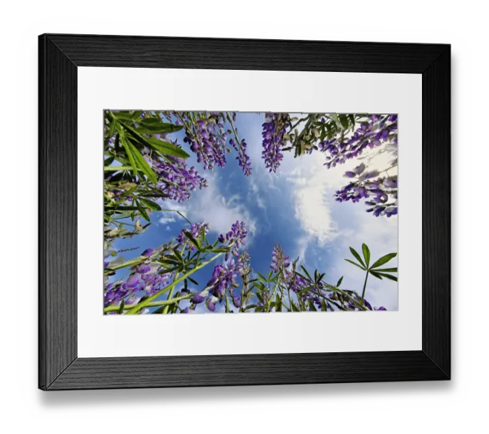 Framed Print : Lupine flowers, Bald Hills Road, California