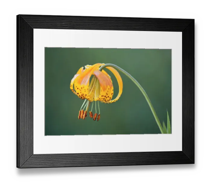 Framed Print : Sierra Tiger Lily, Yosemite National Park, California