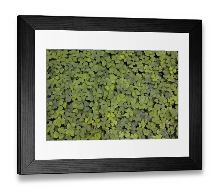 Framed Print : Pattern in wood Sorrel. Redwood National Park, California Framed Print : Pattern in wood Sorrel. Redwood National Park, California