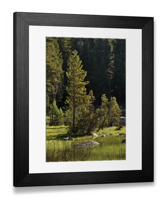 Framed Print : Rocks and grass at first light, Tuolumne Meadows, Yosemite National Park, California Framed Print : Rocks and grass at first light, Tuolumne Meadows, Yosemite National Park, California