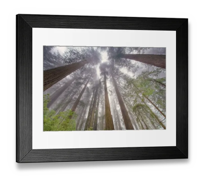 Framed Print : Fisheye view skyward in redwood forest, Redwood National Park, Tree, Redwood Framed Print : Fisheye view skyward in redwood forest, Redwood National Park, Tree, Redwood