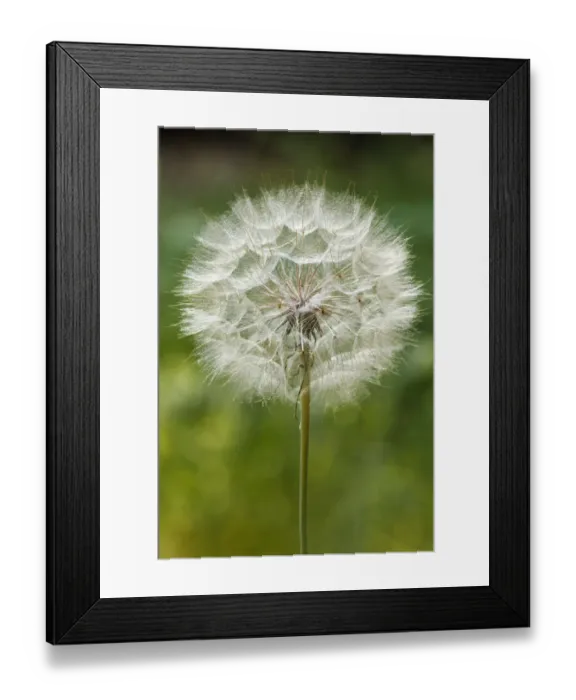 Framed Print : Purple Salsify seed head, Yosemite National Park, California