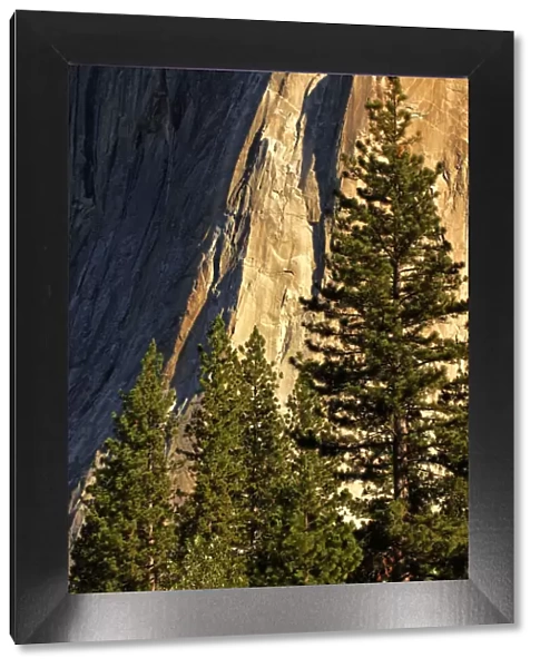 Pines at base of El Capitan, Yosemite National Park, California