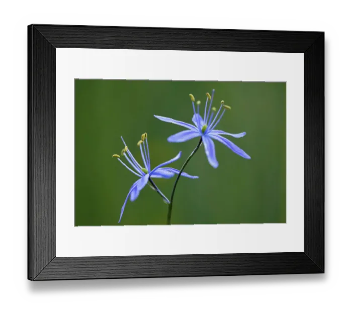 Framed Print : Indian Camas, Tuolumne Meadows, Yosemite National Park, California Framed Print : Indian Camas, Tuolumne Meadows, Yosemite National Park, California