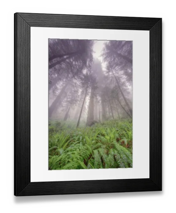 Framed Print : Fisheye view skyward in redwood forest, Redwood National Park, Tree, Redwood Framed Print : Fisheye view skyward in redwood forest, Redwood National Park, Tree, Redwood