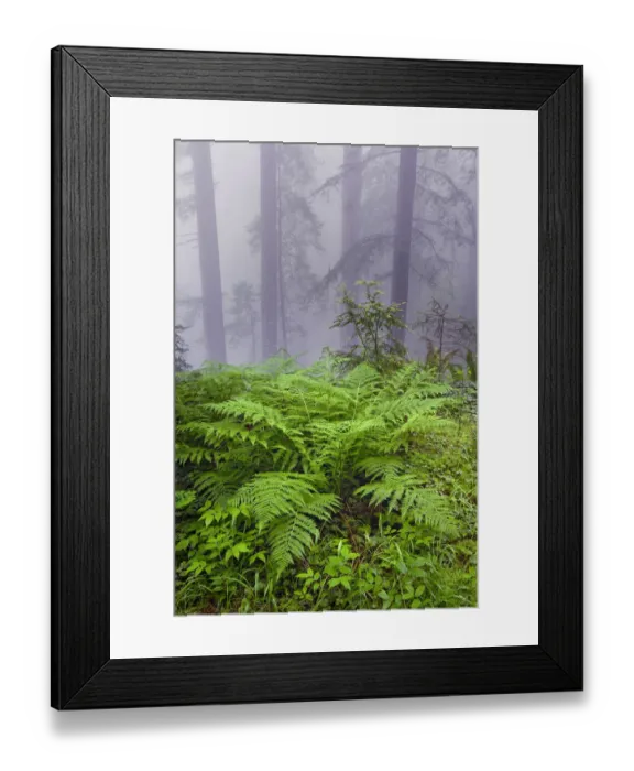 Framed Print : Ferns and foggy redwood forest, Redwood National Park, Tree, Redwood