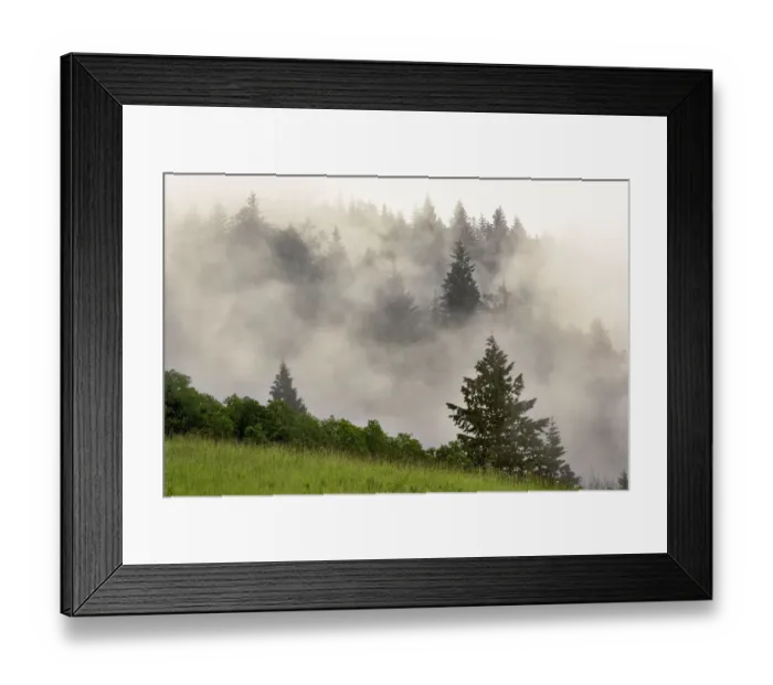 Framed Print : Hillside of evergreen trees among fog, Bald Hills Road, California