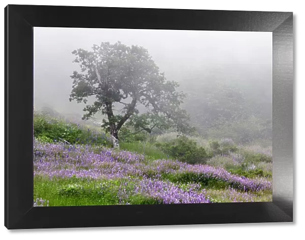 Purple Lupine flowers and tree in fog, Bald Hills Road, California