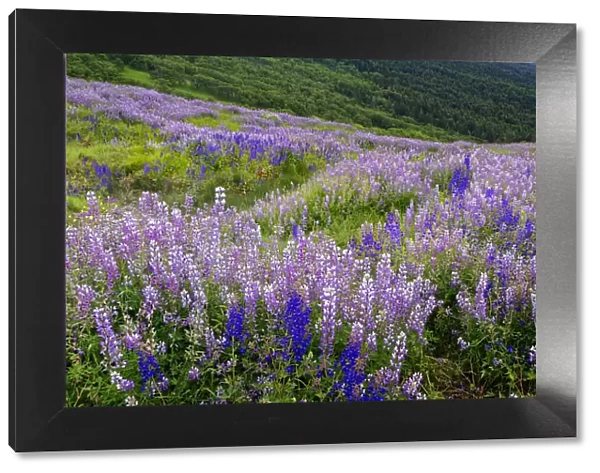 Lupine flowers on hillside, Dolason Prairie, California